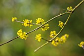 WADDESDON, EYTHROPE, BUCKINGHAMSHIRE: CLOSE UP PORTRAIT OF THE YELLOW FLOWERS OF CORNUS MAS, SHRUBS, WINTER, JANUARY, FLOWERING, BLOOMS, BLOOMING, FRAGRANT, SCENTED