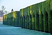 CHIPPENHAM PARK, CAMBRIDGESHIRE: THE WALLED GARDEN, HEDGES OF CUPRESSOCYPARIS LEYLANDII, ARCHES, FROSTED LAWN, WINTER, JANUARY, FROSTY, HEDGING, LEYLAND CYPRESS