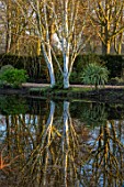 CHIPPENHAM PARK, CAMBRIDGESHIRE: REFLECTIONS ACROSS THE LAKE WITH BETULA UTILIS JACQUEMONTII, WINTER, JANUARY, SILVER BIRCH, TREES, REFLECTED