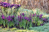 CHIPPENHAM PARK, CAMBRIDGESHIRE: CLOSE UP PLANT PORTRAIT OF PURPLE FLOWERS OF IRIS RETICULATA BLUE NOTE, STIPA TENUISSIMA, BULBS, IRISES