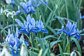 CHIPPENHAM PARK, CAMBRIDGESHIRE: CLOSE UP PLANT PORTRAIT OF PALE BLUE, YELLOW FLOWERS OF IRIS RETICULATA ALIDA, BULBS, IRISES
