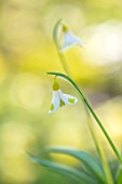 JOE SHARMAN SNOWDROPS: CLOSE UP PORTRAIT OF WHITE AND YELLOW, GOLD, FLOWERS OF MOST EXPENSIVE SNOWDROP IN THE WORLD - GALANTHUS GOLDEN FLEECE