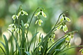 JOE SHARMAN SNOWDROPS: CLOSE UP PORTRAIT OF WHITE AND GREEN FLOWERS OF SNOWDROP, GALANTHUS GREEN TEAR