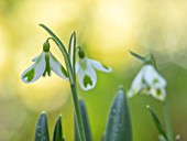 JOE SHARMAN SNOWDROPS: CLOSE UP PORTRAIT OF WHITE, GREEN FLOWERS OF SNOWDROP, GALANTHUS BERTHA
