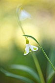 JOE SHARMAN SNOWDROPS: CLOSE UP PORTRAIT OF WHITE AND YELLOW, GOLD, FLOWERS OF MOST EXPENSIVE SNOWDROP IN THE WORLD - GALANTHUS GOLDEN FLEECE