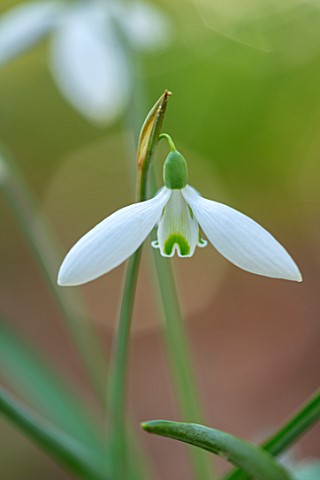 JOE_SHARMAN_SNOWDROPS_CLOSE_UP_OF_SNOWDROP_GALANTHUS_UNNAMED_SEEDLING_WITH_ORANGE_SPATHES