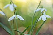 JOE SHARMAN SNOWDROPS: CLOSE UP OF SNOWDROP, GALANTHUS, UNNAMED SEEDLING WITH ORANGE SPATHES