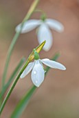 JOE SHARMAN SNOWDROPS: CLOSE UP OF SNOWDROP, GALANTHUS, UNNAMED SEEDLING WITH ORANGE SPATHES