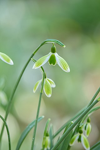 JOE_SHARMAN_SNOWDROPS_CLOSE_UP_PORTRAIT_OF_WHITE_AND_GREEN_FLOWERS_OF_SNOWDROP_GALANTHUS_GREEN_TEAR