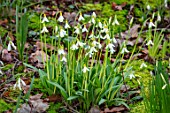 JOE SHARMAN SNOWDROPS: WHITE AND YELLOW, GOLD, FLOWERS OF MOST EXPENSIVE SNOWDROP IN THE WORLD - GALANTHUS GOLDEN FLEECE