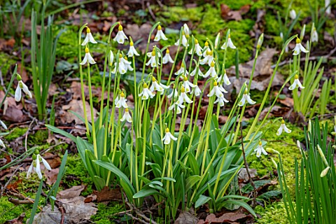 JOE_SHARMAN_SNOWDROPS_WHITE_AND_YELLOW_GOLD_FLOWERS_OF_MOST_EXPENSIVE_SNOWDROP_IN_THE_WORLD__GALANTH