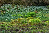 WADDESDON, EYTHROPE, BUCKINGHAMSHIRE: SNOWDROPS AND HELLEBORES IN THE WOODLAND, WINTER, JANUARY, DRIFTS, WHITE, RED, GREEN, FLOWERS, FLOWERING