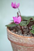 BIRMINGHAM BOTANICAL GARDENS: NATIONAL COLLECTION OF SPRING FLOWERING CYCLAMEN. TERRACOTTA CONTAINER WITH PINK FLOWERS OF CYCLAMEN ELEGANS, BULBS