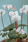 BIRMINGHAM BOTANICAL GARDENS: NATIONAL COLLECTION OF SPRING FLOWERING CYCLAMEN, WHITE FLOWERS OF CYCLAMEN COUM SUBSP COUM FORMA ALBISSIMUM, TURKEY