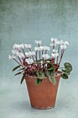 BIRMINGHAM BOTANICAL GARDENS: NATIONAL COLLECTION OF SPRING FLOWERING CYCLAMEN, WHITE FLOWERS OF CYCLAMEN COUM FORMA ALBISSIMUM