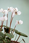 BIRMINGHAM BOTANICAL GARDENS: NATIONAL COLLECTION OF SPRING FLOWERING CYCLAMEN, WHITE FLOWERS OF CYCLAMEN COUM SUBSP COUM FORMA ALBISSIMUM