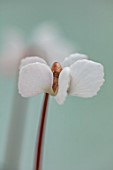 BIRMINGHAM BOTANICAL GARDENS: NATIONAL COLLECTION OF SPRING FLOWERING CYCLAMEN, WHITE FLOWERS OF CYCLAMEN COUM F ALBISSIMUM GOLAN HEIGHTS