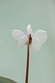 BIRMINGHAM BOTANICAL GARDENS: NATIONAL COLLECTION OF SPRING FLOWERING CYCLAMEN, WHITE FLOWERS OF CYCLAMEN COUM F ALBISSIMUM GOLAN HEIGHTS