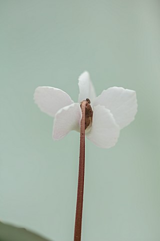 BIRMINGHAM_BOTANICAL_GARDENS_NATIONAL_COLLECTION_OF_SPRING_FLOWERING_CYCLAMEN_WHITE_FLOWERS_OF_CYCLA