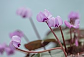 BIRMINGHAM BOTANICAL GARDENS: NATIONAL COLLECTION OF SPRING FLOWERING CYCLAMEN, PINK FLOWERS OF CYCLAMEN COUM NYMANS GROUP