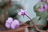 BIRMINGHAM BOTANICAL GARDENS: NATIONAL COLLECTION OF SPRING FLOWERING CYCLAMEN, PINK FLOWERS OF CYCLAMEN COUM NYMANS GROUP