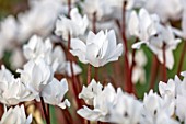 BIRMINGHAM BOTANICAL GARDENS: NATIONAL COLLECTION OF SPRING FLOWERING CYCLAMEN, WHITE FLOWERS OF CYCLAMEN PERSICA