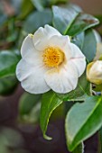 MORTON HALL GARDENS, WORCESTERSHIRE: CLOSE UP PLANT PORTRAIT OF WHITE FLOWERS OF CAMELLIA X WILLIAMSII CHINA CLAY. SHRUBS, MARCH, EVERGREEN, BLOOMS, FLOWERING