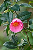 MORTON HALL GARDENS, WORCESTERSHIRE: CLOSE UP PLANT PORTRAIT OF PINK FLOWERS OF CAMELLIA X WILLIAMSII BOWEN BRYANT. SHRUBS, MARCH, EVERGREEN, BLOOMS, FLOWERING