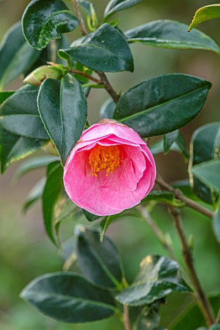 MORTON_HALL_GARDENS_WORCESTERSHIRE_CLOSE_UP_PLANT_PORTRAIT_OF_PINK_FLOWERS_OF_CAMELLIA_X_WILLIAMSII_