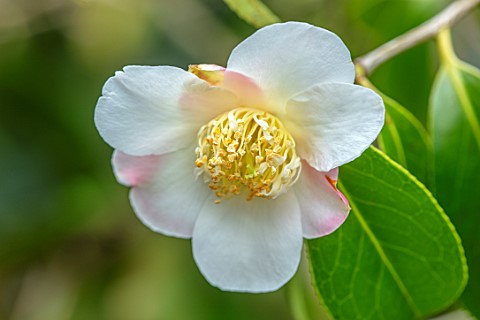 MORTON_HALL_GARDENS_WORCESTERSHIRE_CLOSE_UP_PLANT_PORTRAIT_OF_WHITE_PINK_FLOWERS_OF_CAMELLIA_X_WILLI