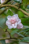 MORTON HALL GARDENS, WORCESTERSHIRE: CLOSE UP PLANT PORTRAIT OF PALE PINK FLOWERS OF CAMELLIA X WILLIAMSII SPRING FESTIVAL. SHRUBS, MARCH, EVERGREEN, BLOOMS, FLOWERING