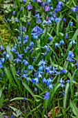 MORTON HALL GARDENS, WORCESTERSHIRE: BLUE FLOWER OF SCILLA SIBERICA AND ANEMONE BLANDA. MARCH, BULBS, SQUILLS, FLOWERING