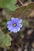 MORTON HALL GARDENS, WORCESTERSHIRE: CLOSE UP OF PALE BLUE FLOWERS OF HEPATICA MEDIA HARVINGTON BEAUTY. FLOWERING, PERENNIALS, WOODLAND, SHADE, SHADY