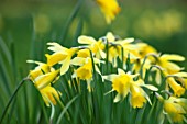 MORTON HALL GARDENS, WORCESTERSHIRE: CLOSE UP OF YELLOW FLOWERS OF WILD DAFFODIL - PSEUDONARCISSUS LOBULARIS, LENT LILY, FLOWERING, BULBS, MARCH