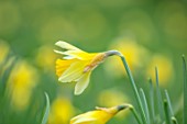 MORTON HALL GARDENS, WORCESTERSHIRE: CLOSE UP OF YELLOW FLOWERS OF WILD DAFFODIL - PSEUDONARCISSUS LOBULARIS, LENT LILY, FLOWERING, BULBS, MARCH
