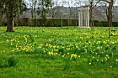 MORTON HALL GARDENS, WORCESTERSHIRE: MEADOW, YELLOW FLOWERS OF WILD DAFFODIL - PSEUDONARCISSUS LOBULARIS, LENT LILY, FLOWERING, BULBS, MARCH
