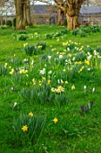 MORTON HALL GARDENS, WORCESTERSHIRE: MEADOW, YELLOW, WHITE FLOWERS OF NARCISSUS CRAGFORD AND NARCISSUS FEBRUARY GOLD. FLOWERING, BULBS, MARCH