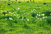 MORTON HALL GARDENS, WORCESTERSHIRE: MEADOW, YELLOW, WHITE FLOWERS OF NARCISSUS CRAGFORD AND NARCISSUS FEBRUARY GOLD. FLOWERING, BULBS, MARCH