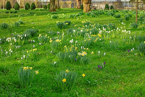 MORTON_HALL_GARDENS_WORCESTERSHIRE_MEADOW_YELLOW_WHITE_FLOWERS_OF_NARCISSUS_CRAGFORD_AND_NARCISSUS_F