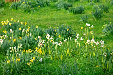 MORTON_HALL_GARDENS_WORCESTERSHIRE_MEADOW_YELLOW_WHITE_FLOWERS_OF_NARCISSUS_CRAGFORD_AND_NARCISSUS_F