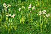 MORTON HALL GARDENS, WORCESTERSHIRE: MEADOW, WHITE FLOWERS OF NARCISSUS CRAGFORD. FLOWERING, BULBS, MARCH