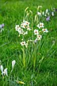 MORTON HALL GARDENS, WORCESTERSHIRE: MEADOW, WHITE FLOWERS OF NARCISSUS CRAGFORD. FLOWERING, BULBS, MARCH
