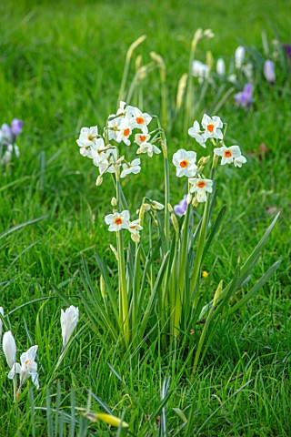 MORTON_HALL_GARDENS_WORCESTERSHIRE_MEADOW_WHITE_FLOWERS_OF_NARCISSUS_CRAGFORD_FLOWERING_BULBS_MARCH