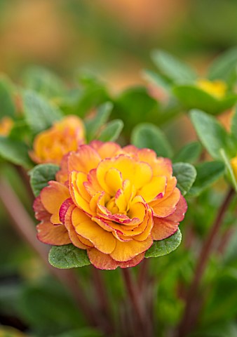 THE_PICTON_GARDEN_AND_OLD_COURT_NURSERIES_WORCESTERSHIRE_CLOSE_UP_OF_ORANGE_FLOWERS_OF_PRIMULA_BELAR