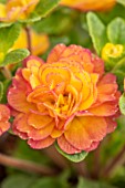 THE PICTON GARDEN AND OLD COURT NURSERIES, WORCESTERSHIRE: CLOSE UP OF ORANGE FLOWERS OF PRIMULA BELARINA NECTARINE, DOUBLES, PRIMROSES, PERENNIALS