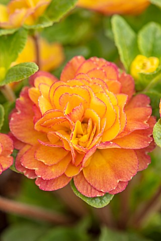 THE_PICTON_GARDEN_AND_OLD_COURT_NURSERIES_WORCESTERSHIRE_CLOSE_UP_OF_ORANGE_FLOWERS_OF_PRIMULA_BELAR