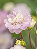 THE PICTON GARDEN AND OLD COURT NURSERIES, WORCESTERSHIRE: CLOSE UP OF CREAM, WHITE, PINK FLOWERS OF PRIMULA BELARINA PINK ICE, DOUBLES, PRIMROSES, PERENNIALS