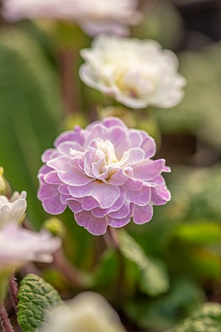THE_PICTON_GARDEN_AND_OLD_COURT_NURSERIES_WORCESTERSHIRE_CLOSE_UP_OF_CREAM_WHITE_PINK_FLOWERS_OF_PRI