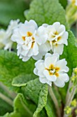 THE PICTON GARDEN AND OLD COURT NURSERIES, WORCESTERSHIRE: CLOSE UP OF CREAM, WHITE, YELLOW FLOWERS OF PRIMULA VULGARIS VANILLA CREAM, DOUBLES, PRIMROSES, PERENNIALS