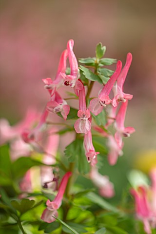 THE_PICTON_GARDEN_AND_OLD_COURT_NURSERIES_WORCESTERSHIRE_CLOSE_UP_OF_PALE_PINK_FLOWERS_OF_CORYDALIS_